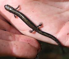 Image of Peaks Of Otter Salamander