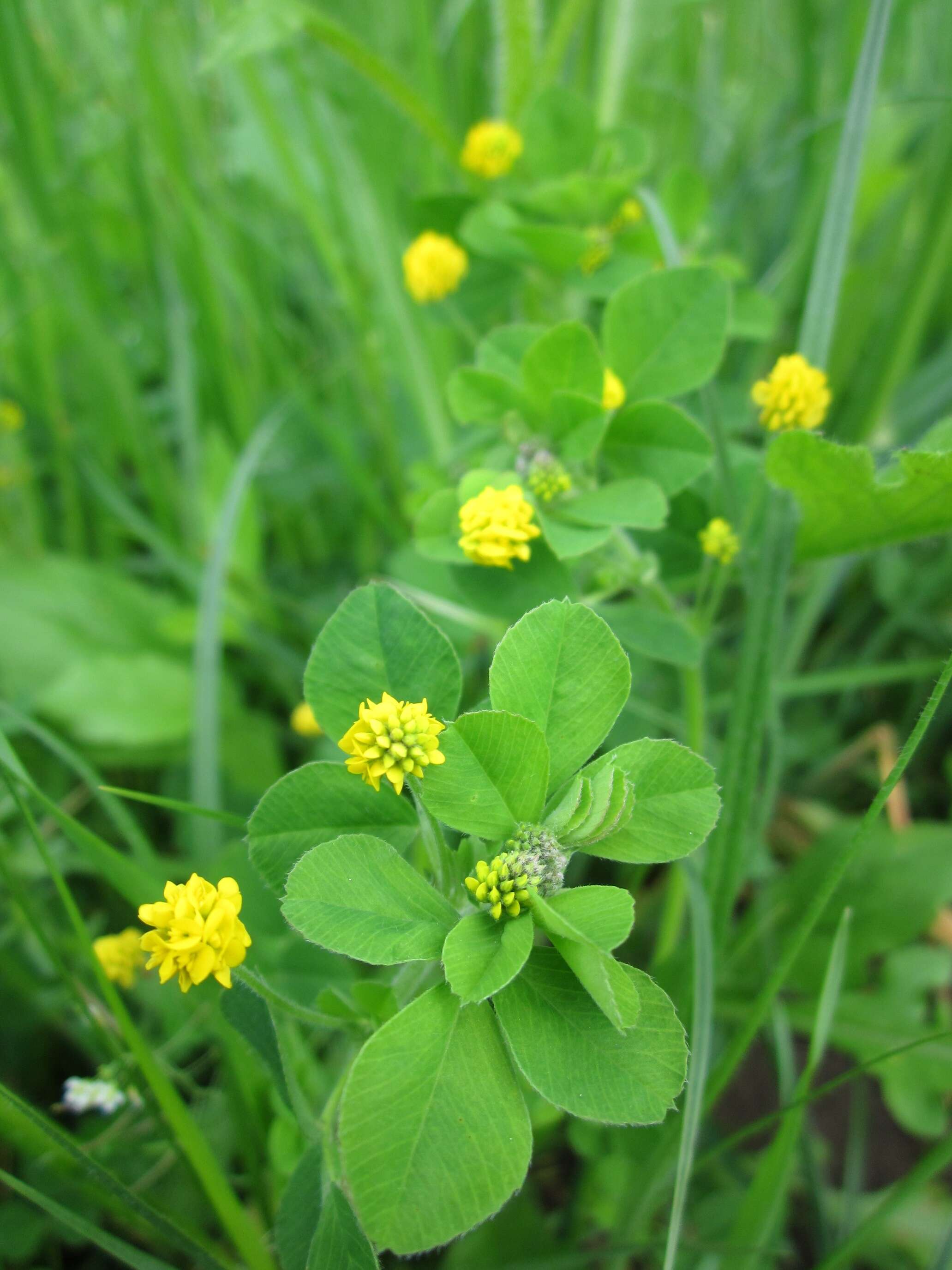 Image of black medick