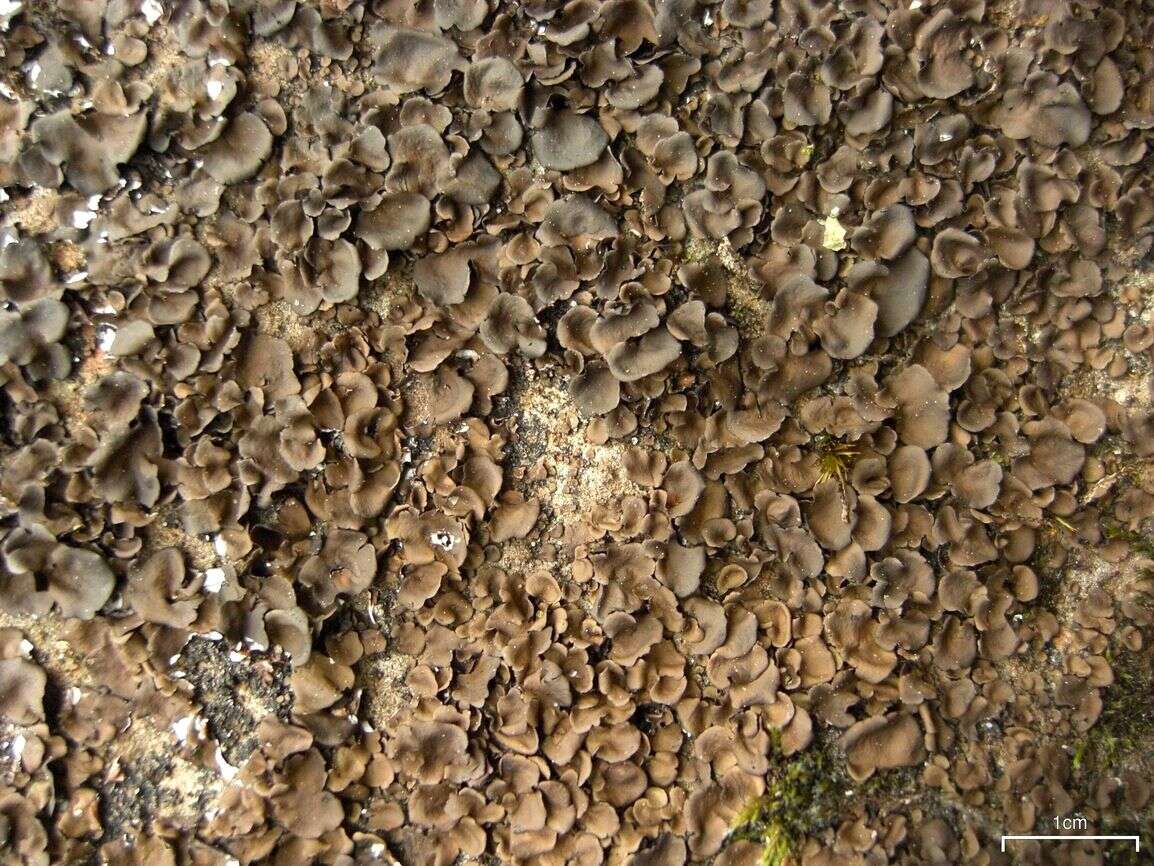 Image of Peppered rock tripe lichen