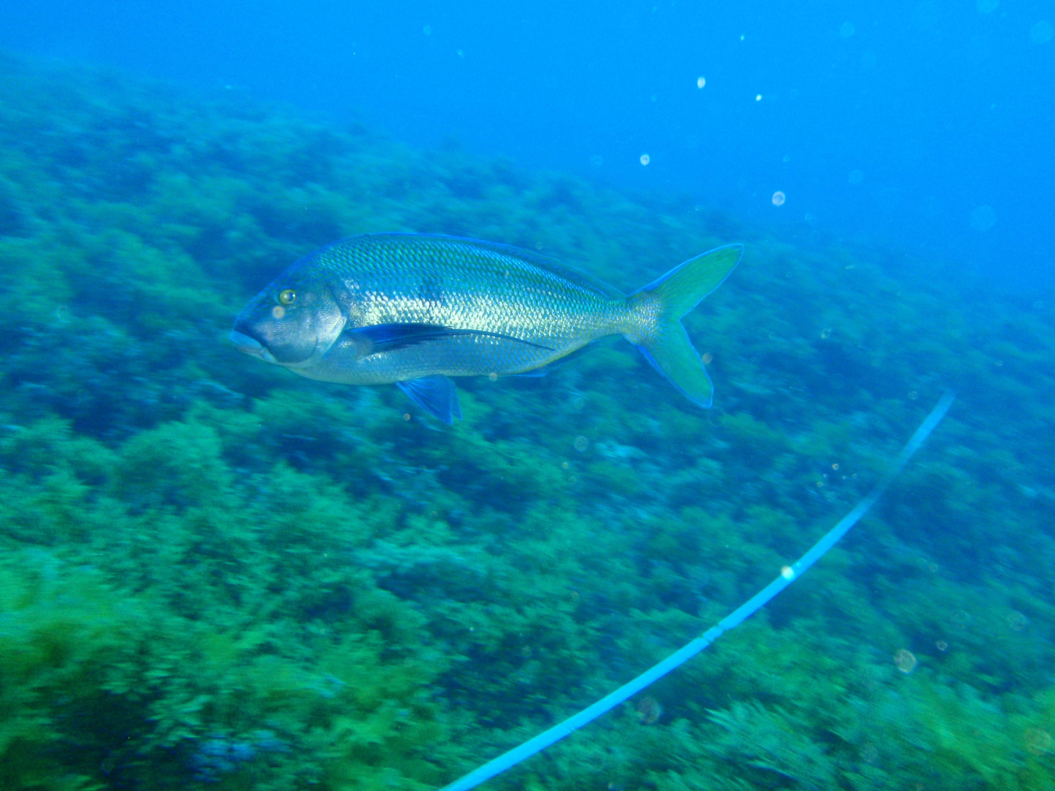 Image of Blue morwong