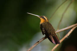 Image of Hook-billed hermit (hummingbird)