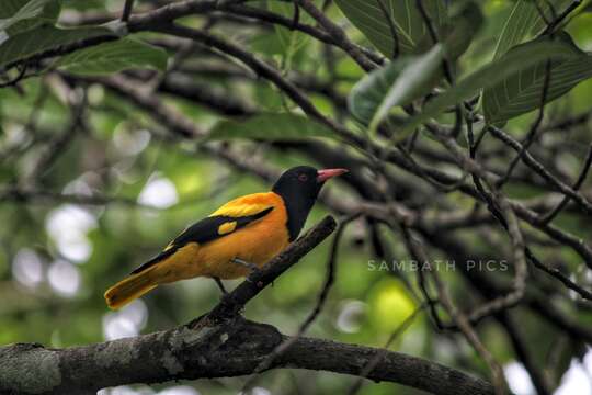 Image of Black-hooded Oriole