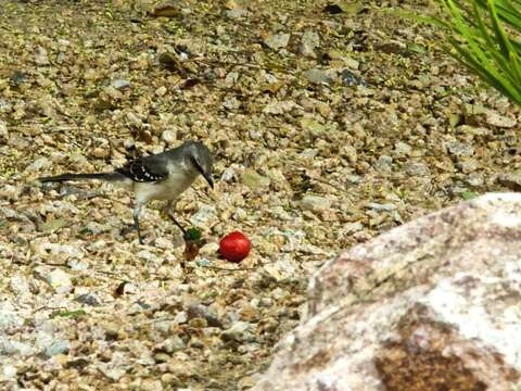 Image of Northern Mockingbird