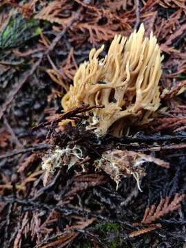 Слика од Ramaria stricta (Pers.) Quél. 1888