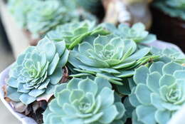 Image of hens and chicks