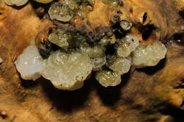 Image of Hyaloriaceae