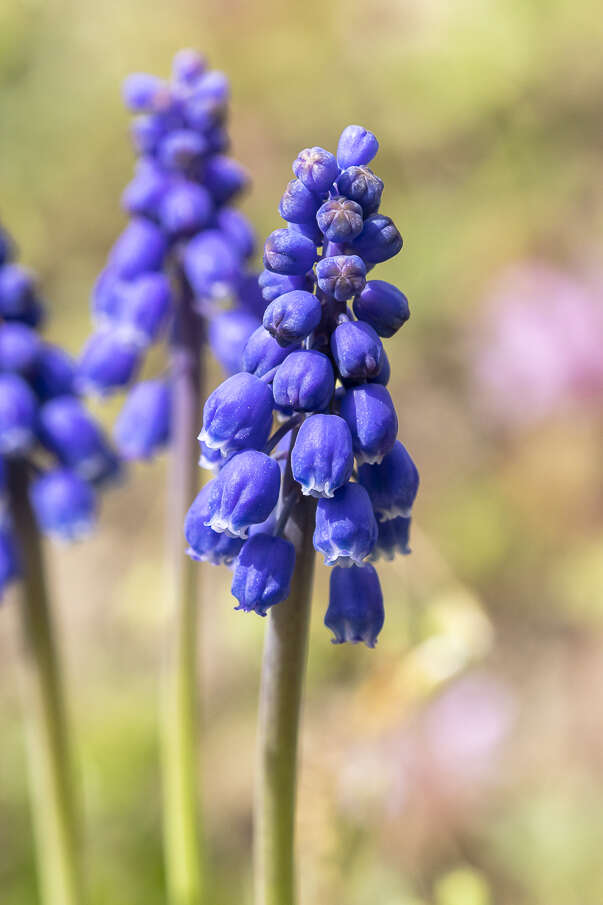 Imagem de Muscari armeniacum H. J. Veitch