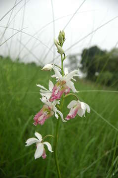 Image of Eulophia obtusa (Lindl.) Hook. fil.