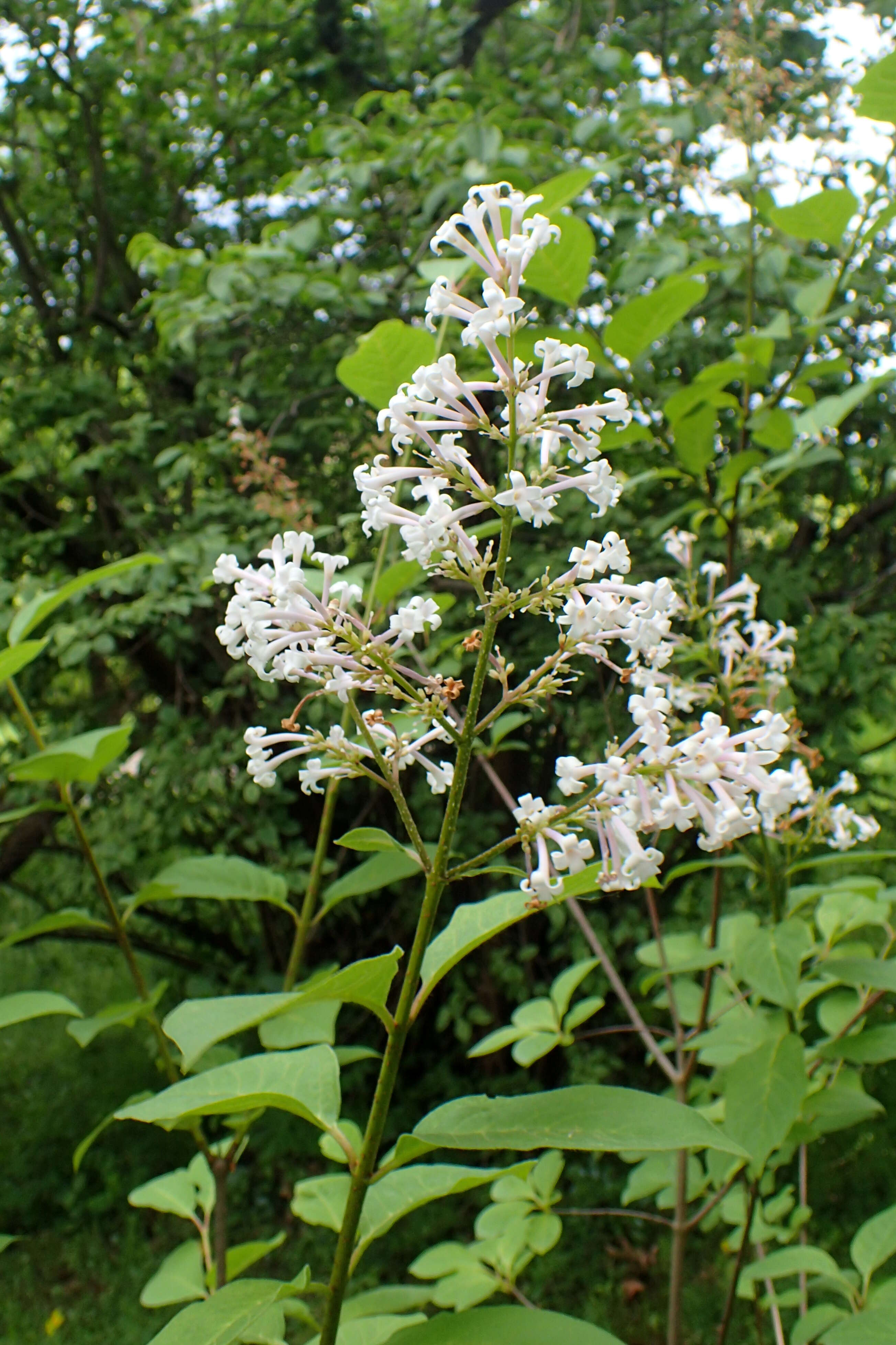 Image de Syringa villosa Vahl