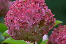 Image of panicled hydrangea