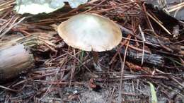 Image of Psilocybe aucklandiae Guzmán, C. C. King & Bandala 1991