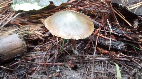 Image of Psilocybe aucklandiae Guzmán, C. C. King & Bandala 1991