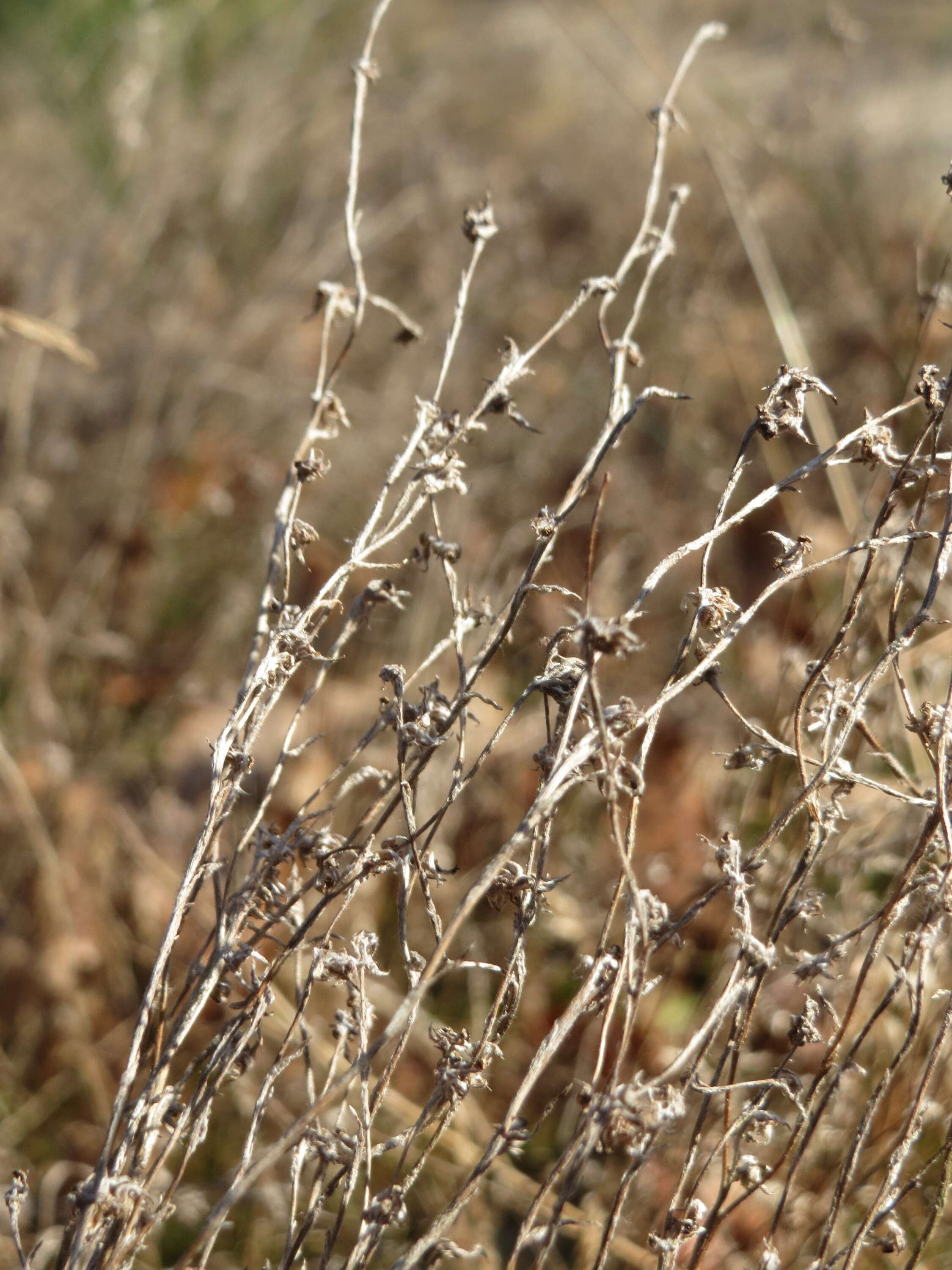 Logfia arvensis (L.) Holub resmi