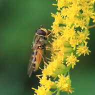 Image of Syrphus vitripennis Meigen 1822