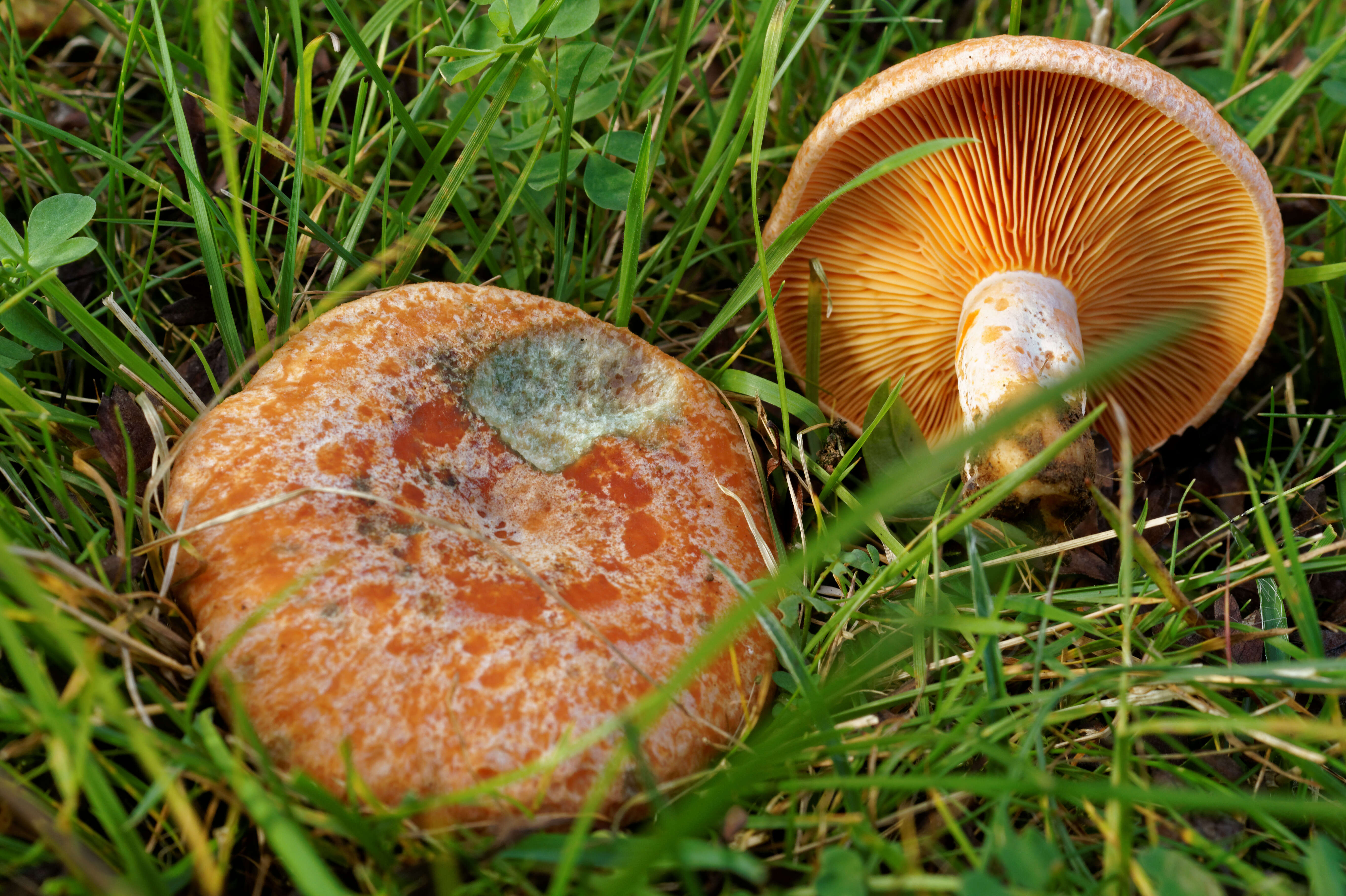 Image of Red Pine Mushroom