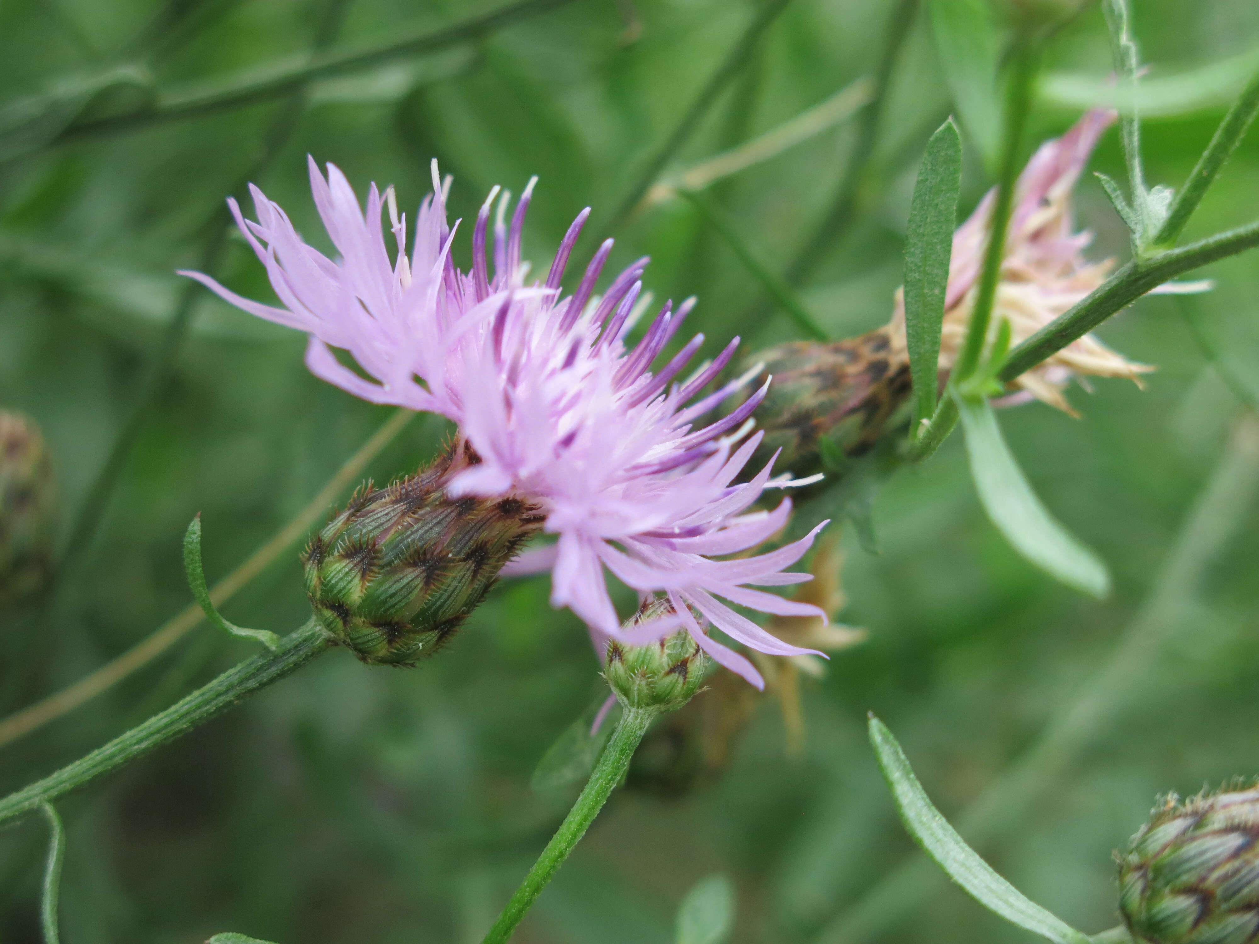 Image of spotted knapweed