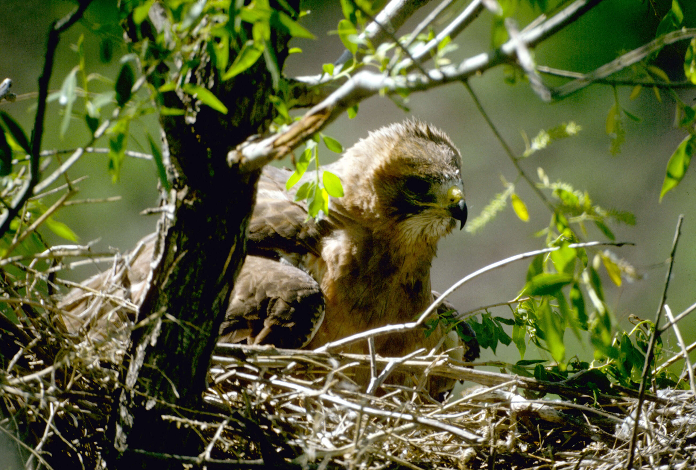 Image of Swainson's Hawk