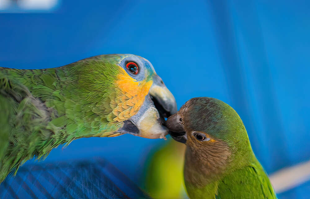 Image of Brown-throated Parakeet