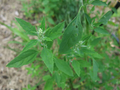 Imagem de Chenopodium album L.