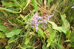 Image of Mediterranean sea lavender