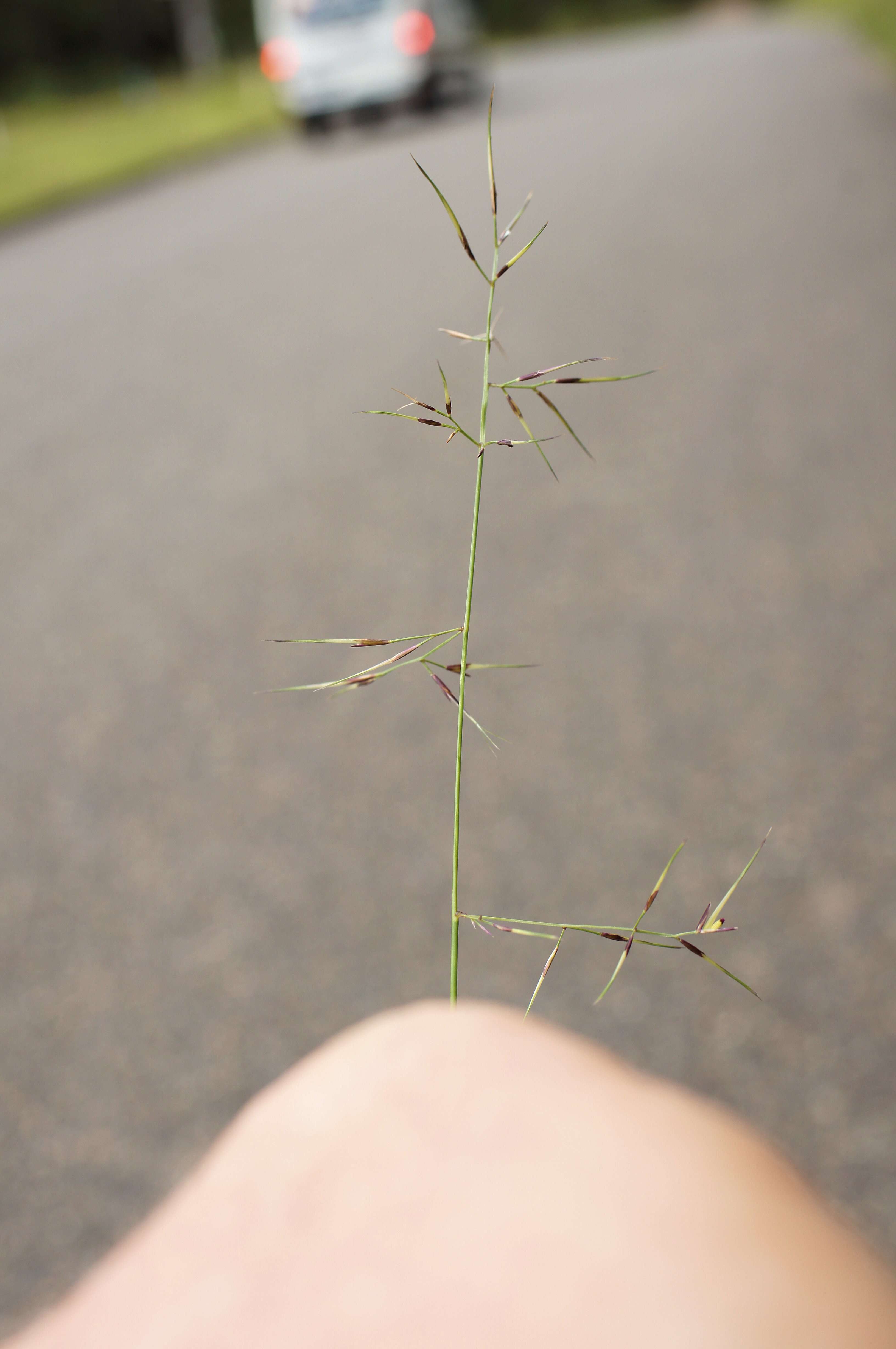 Слика од Aristida vagans Cav.