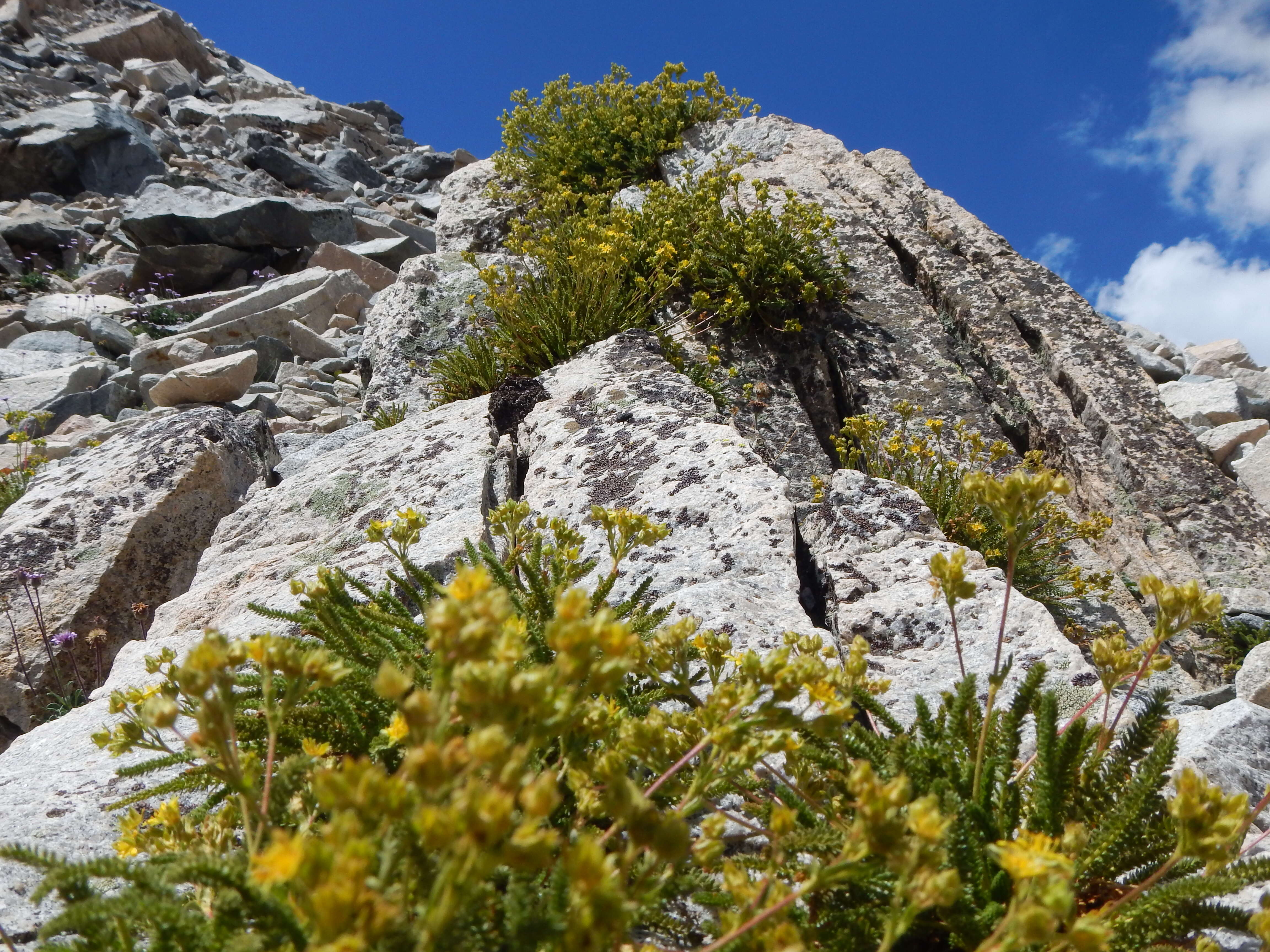 Image de Ivesia lycopodioides Gray