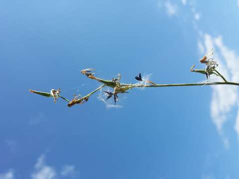 Слика од Lactuca quercina L.