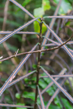 Image of Pseudopanax crassifolius (Sol. ex A. Cunn.) K. Koch