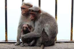 Image of Bonnet Macaque