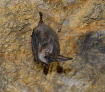 Image of Gray Big-eared Bat