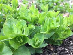 Image of creeping jenny