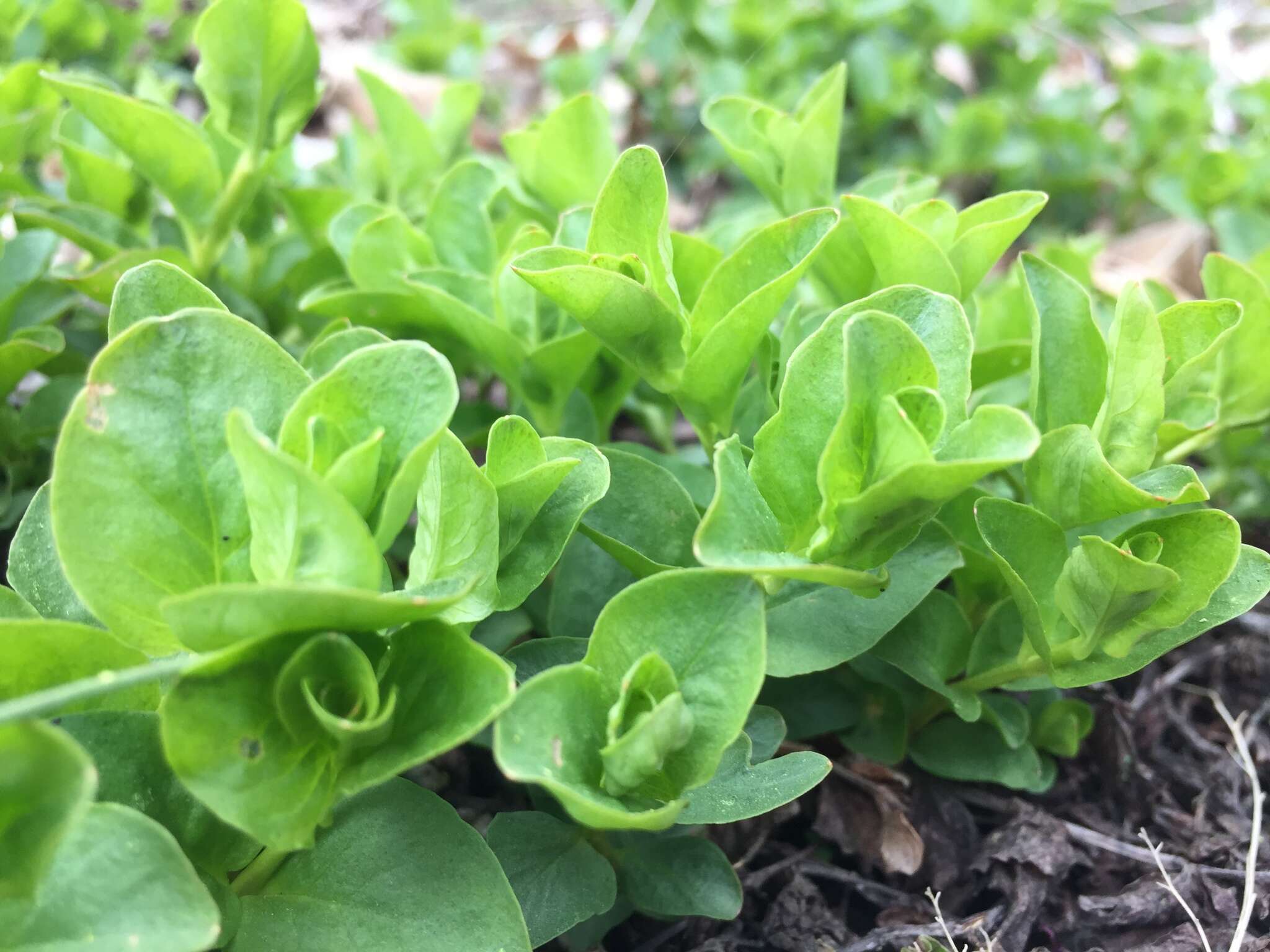 Image of creeping jenny