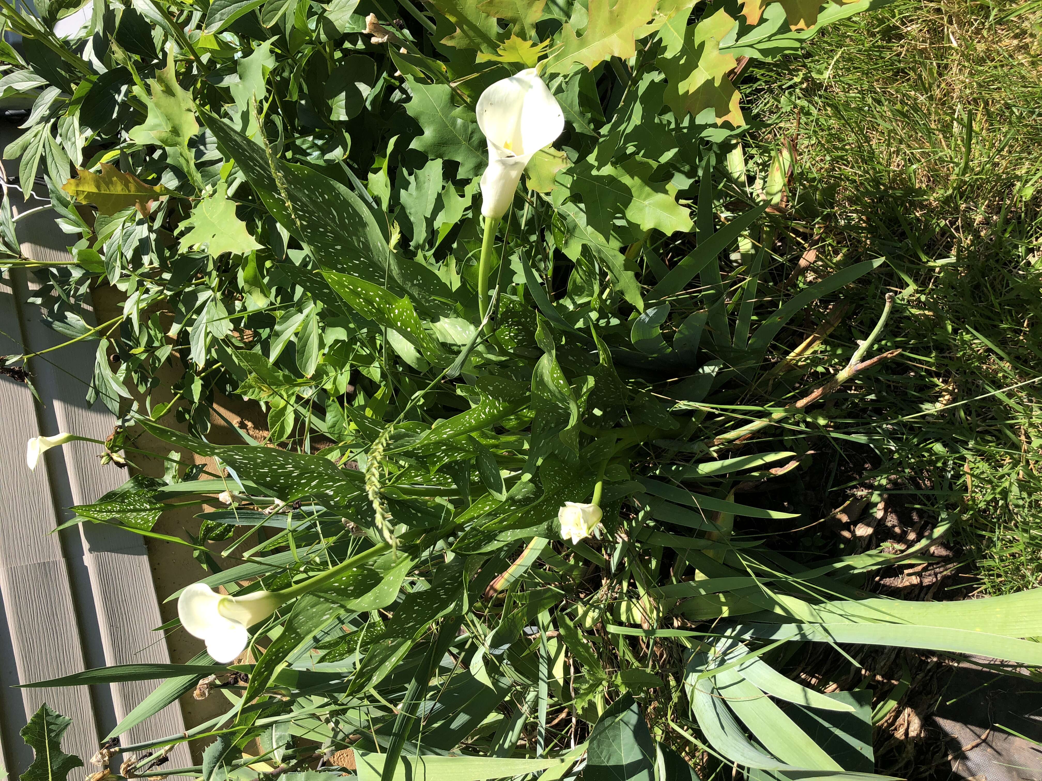 Image of spotted calla lily