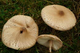 Image of Macrolepiota excoriata (Schaeff.) Wasser 1978