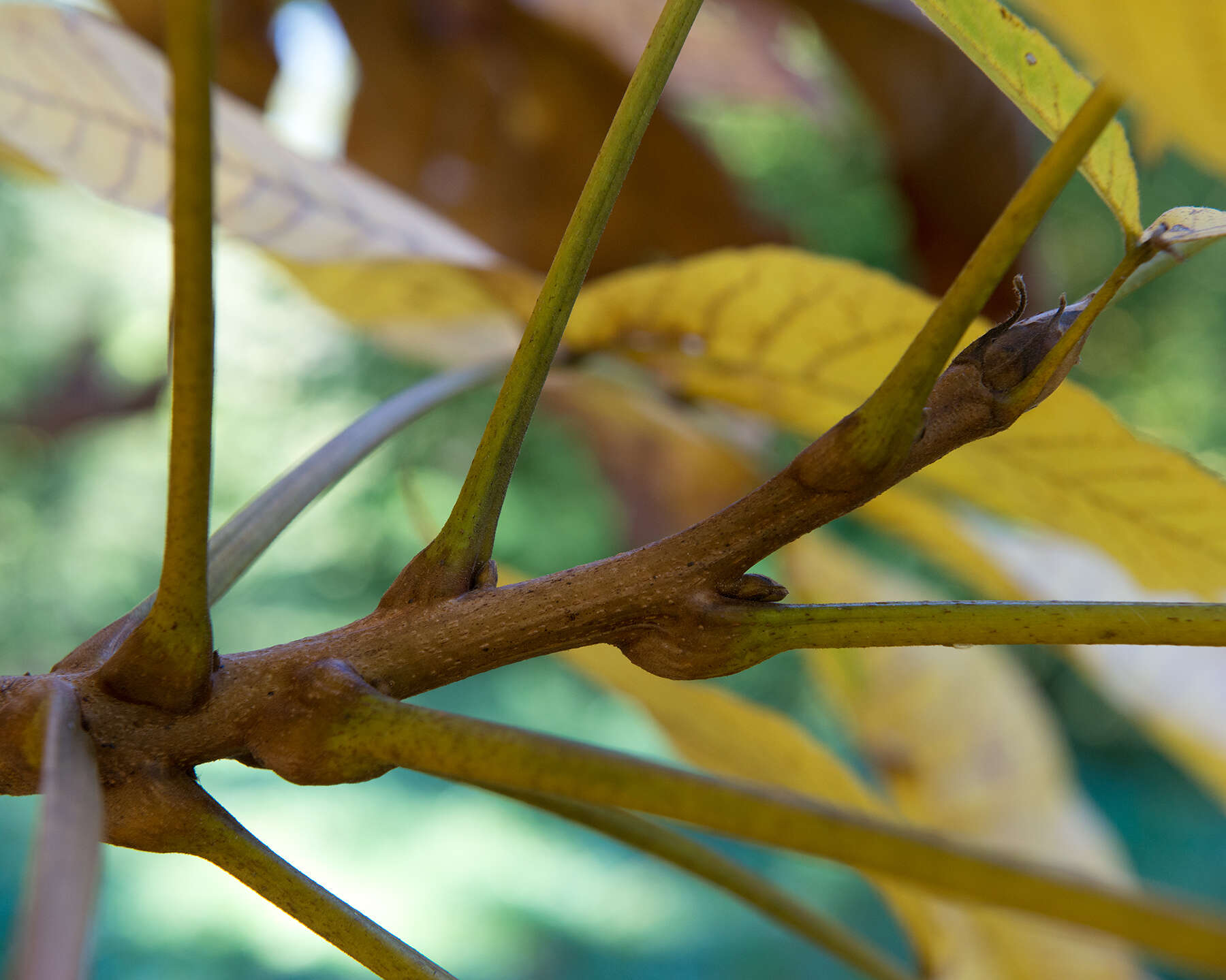 Image of shellbark hickory