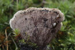 Image de Thelephora terrestris Ehrh. 1787