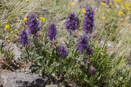 Image of silky phacelia