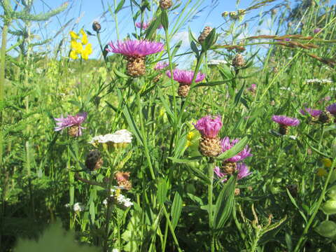 Image of brown knapweed