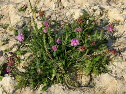 Image of Bog Heather