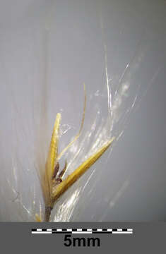 Imagem de Miscanthus sinensis Andersson