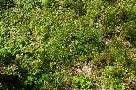 Image of Indian lettuce