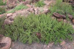 Image de Myrothamnus flabellifolius (Sond.) Welw.