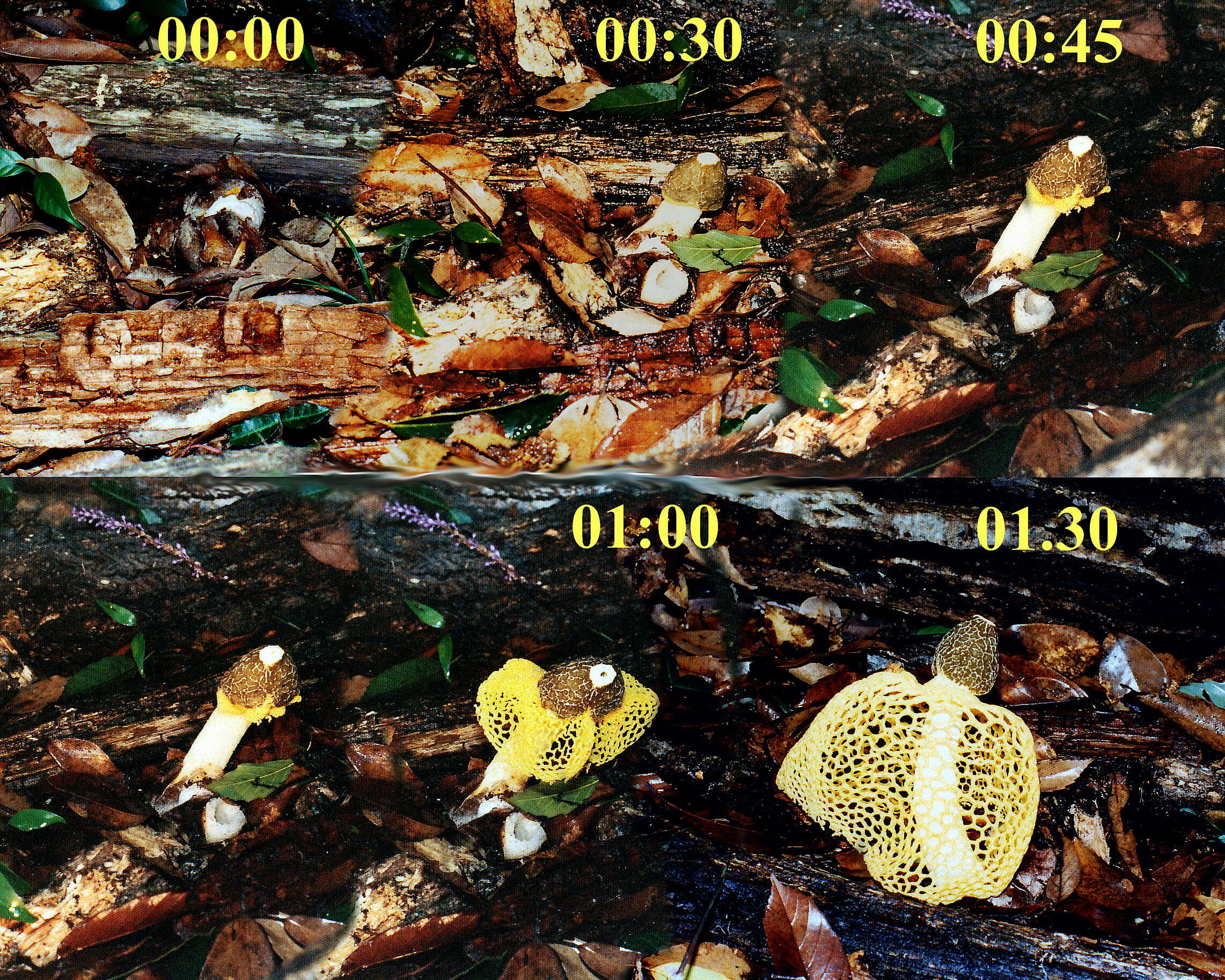 Image of Bridal veil stinkhorn