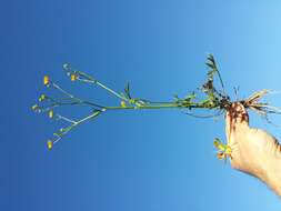 Imagem de Ranunculus acris L.