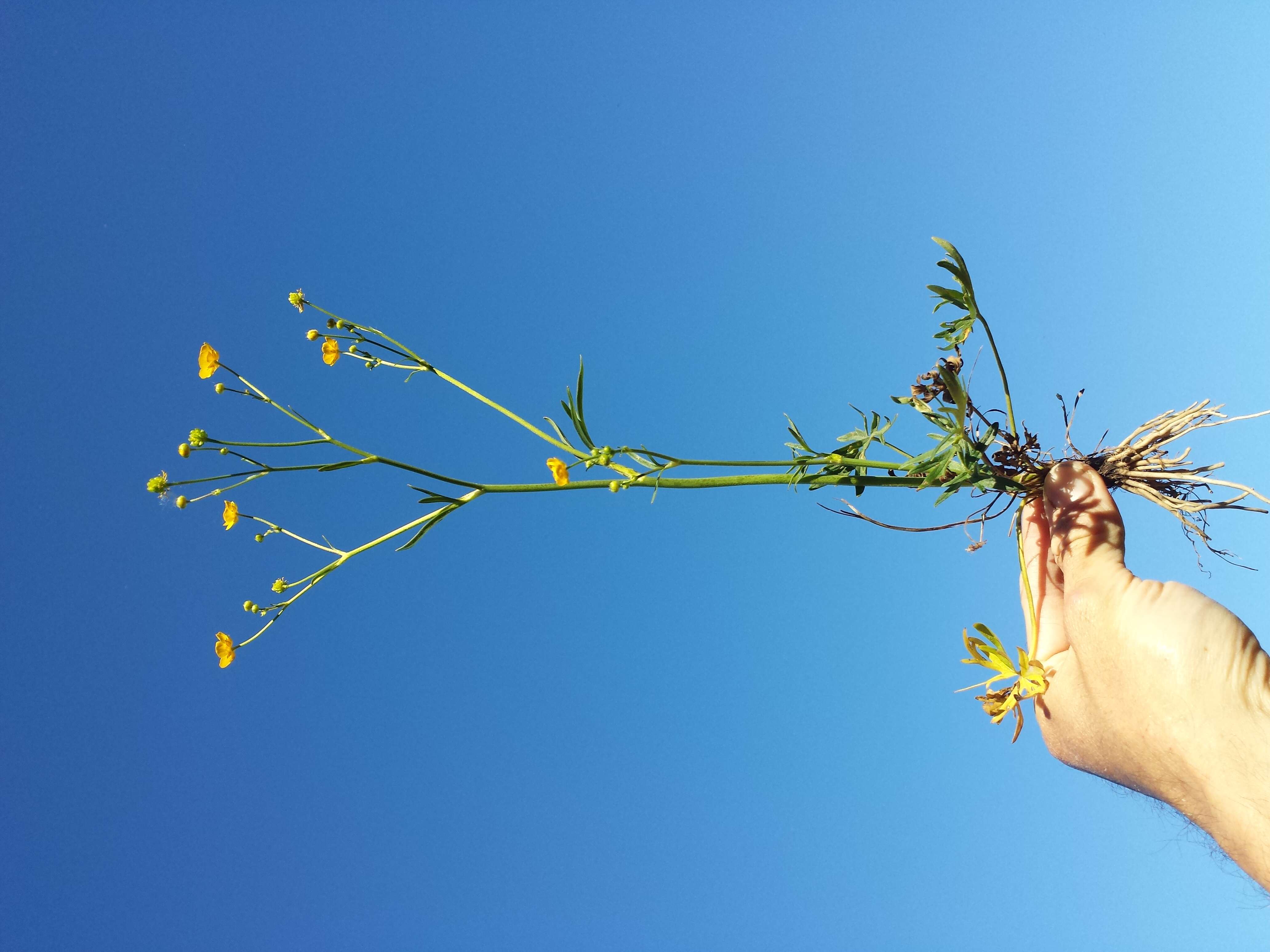 Imagem de Ranunculus acris L.