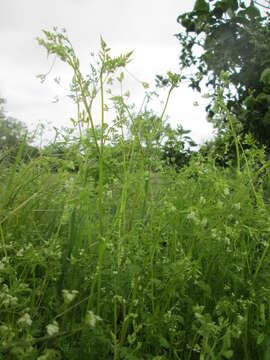 Image of bur chervil