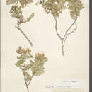 Image of Hypericum rupestre Jaub. & Spach