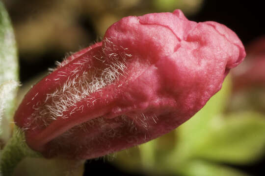 صورة Rhododendron mucronulatum Turcz.