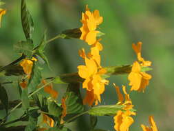 Imagem de Crossandra infundibuliformis (L.) Nees