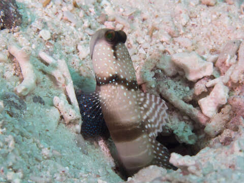 Image of Yellow prawn-goby